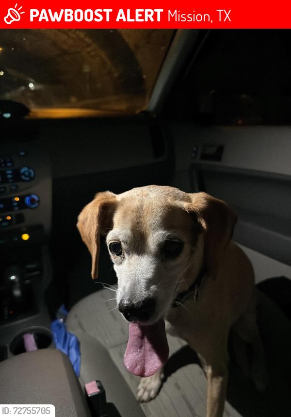 Lost Male Dog last seen Crossing my street, Mission, TX 78573