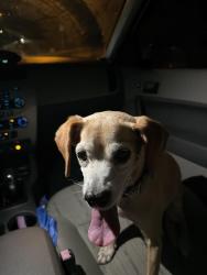 Lost Male Dog last seen Crossing my street, Mission, TX 78573