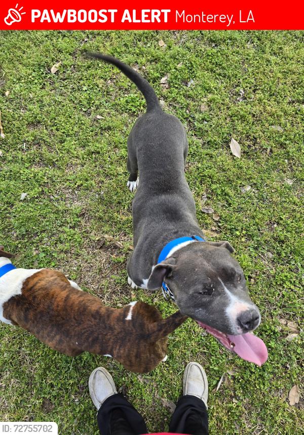 Lost Male Dog last seen Near poole rd monterey la 71354, Monterey, LA 71354
