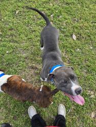 Lost Male Dog last seen Near poole rd monterey la 71354, Monterey, LA 71354
