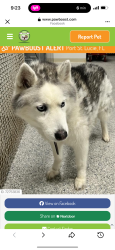 Lost Female Dog last seen Green river Park way, Port St. Lucie, FL 34952