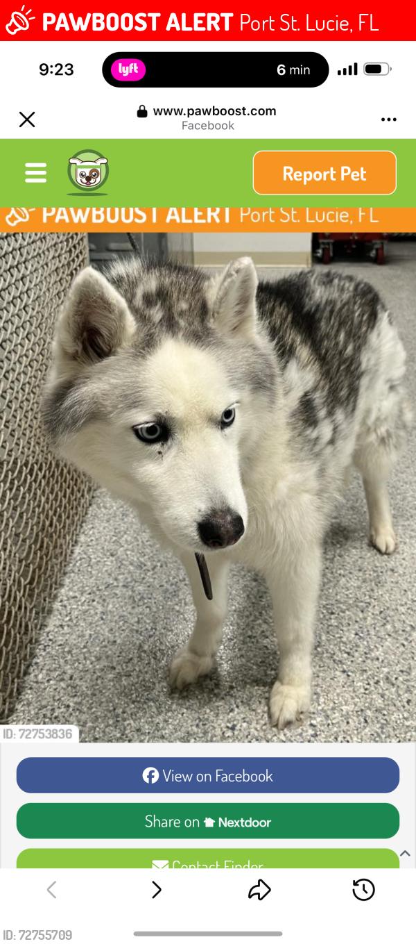 Lost Female Dog last seen Green river Park way, Port St. Lucie, FL 34952