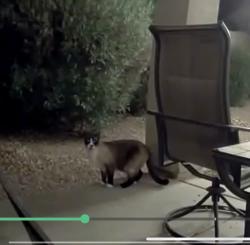 Found/Stray Unknown Cat last seen circle cross ranch neighborhood, Queen Creek, AZ 85140
