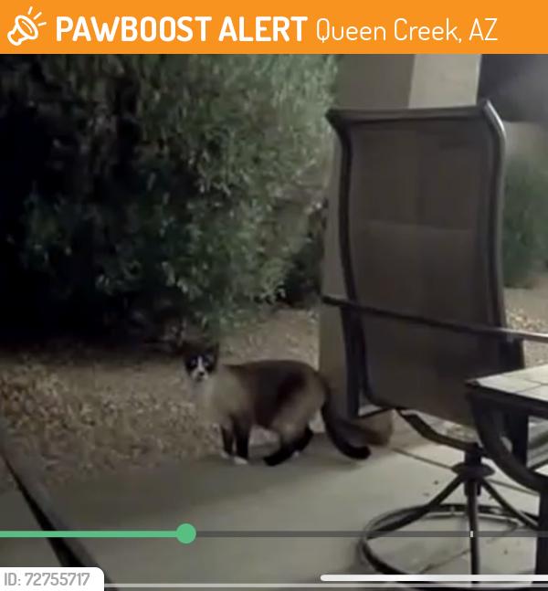 Found/Stray Unknown Cat last seen circle cross ranch neighborhood, Queen Creek, AZ 85140