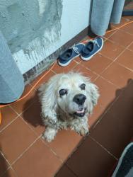 Lost Male Dog last seen Mercado, Merida, Yuc. 