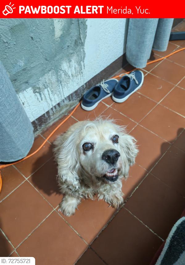 Lost Male Dog last seen Mercado, Merida, Yuc. 