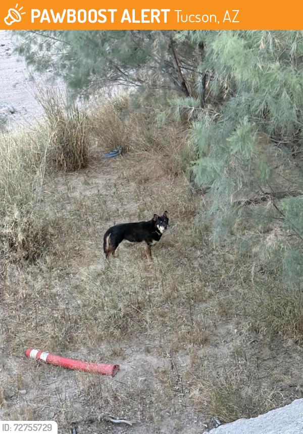 Found/Stray Unknown Dog last seen Santa Cruz River at Meander Bend Park, Tucson, AZ 85745