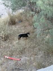Found/Stray Unknown Dog last seen Santa Cruz River at Meander Bend Park, Tucson, AZ 85745