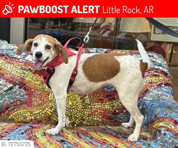 Lost Female Dog last seen Pinehurst and valley club, Little Rock, AR 72212