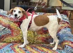 Lost Female Dog last seen Pinehurst and valley club, Little Rock, AR 72212