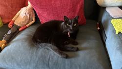 Lost Male Cat last seen Three Fountains East condos off of 9th East in Murray, Salt Lake City, UT 84117