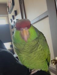 Lost Unknown Bird last seen Aldrich rd/ Adella Rd. South Gate, South Gate, CA 90280