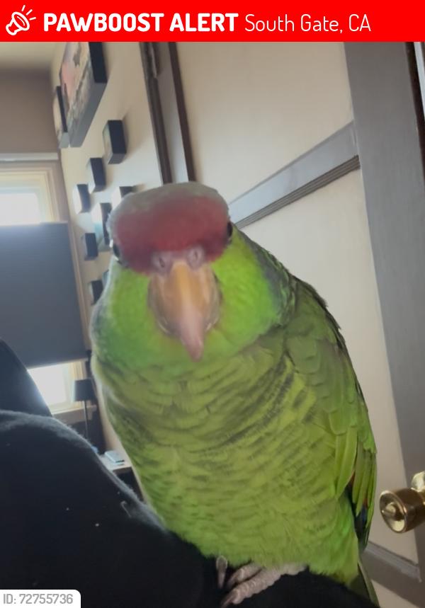 Lost Unknown Bird last seen Aldrich rd/ Adella Rd. South Gate, South Gate, CA 90280
