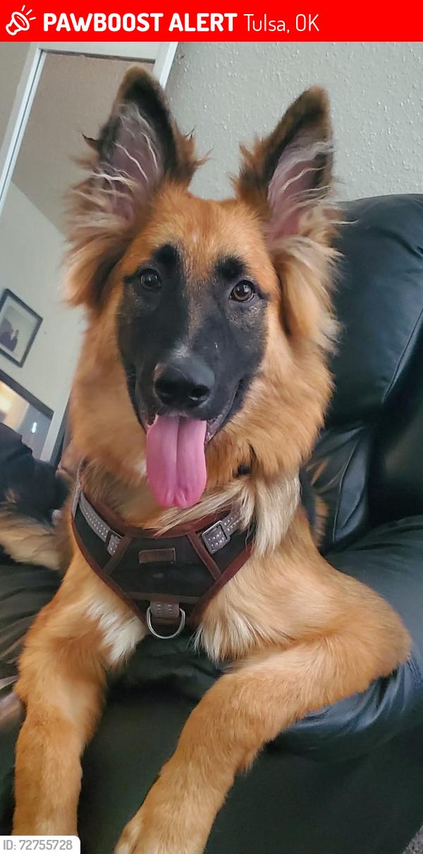 Lost Male Dog last seen 41st and Yale OU campus , Tulsa, OK 74135