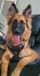 Lost Male Dog last seen 41st and Yale OU campus , Tulsa, OK 74135