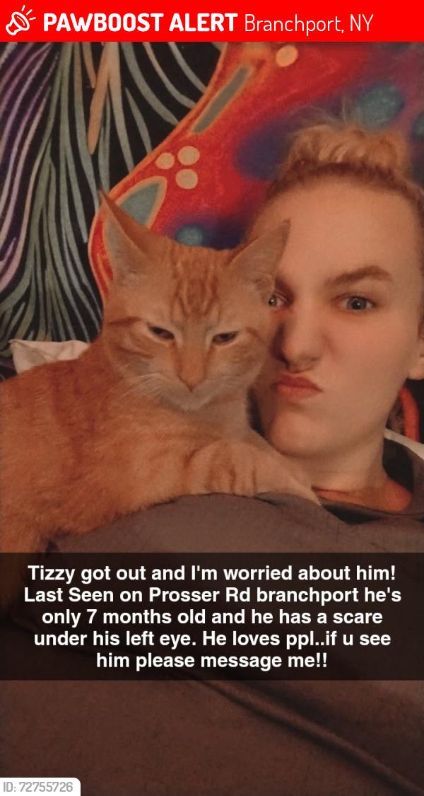 Lost Male Cat last seen Prosser Rd branchport , Branchport, NY 14418