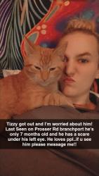 Lost Male Cat last seen Prosser Rd branchport , Branchport, NY 14418