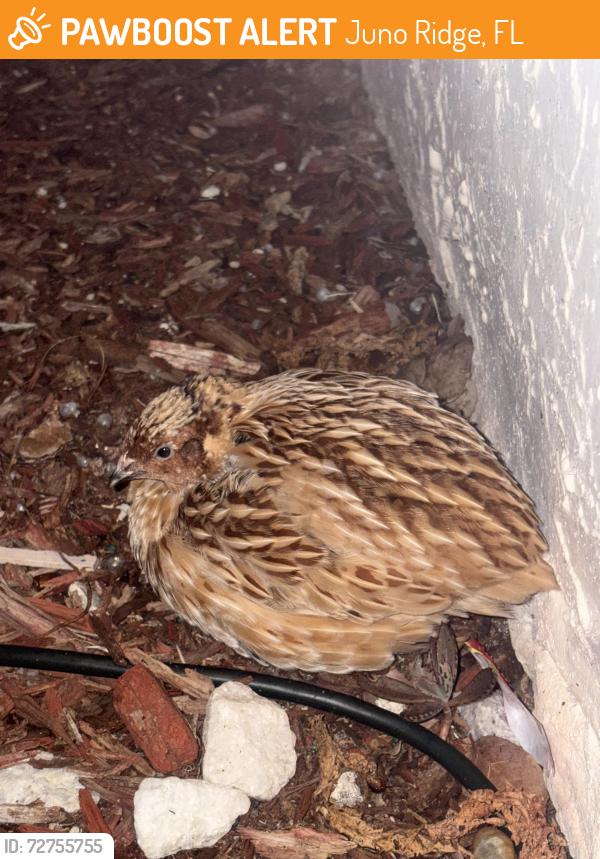 Found/Stray Unknown Bird last seen Ellison Wilson rd , Juno Ridge, FL 33408