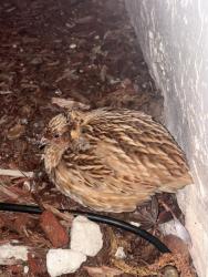 Found/Stray Unknown Bird last seen Ellison Wilson rd , Juno Ridge, FL 33408