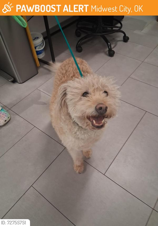Found/Stray Male Dog last seen SE 15th st, Midwest City, OK 73130