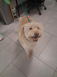 Found/Stray Male Dog last seen SE 15th st, Midwest City, OK 73130