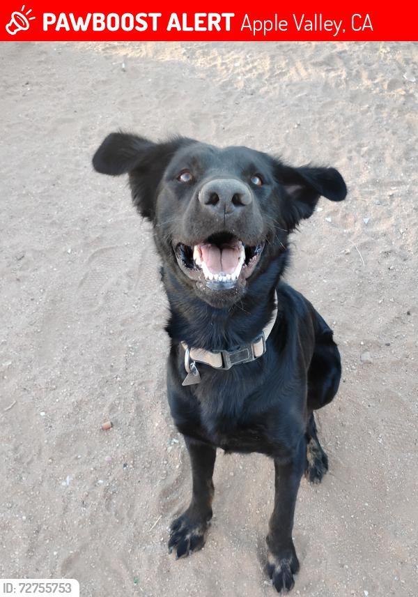 Lost Male Dog last seen Central rd Apple valley ca, Apple Valley, CA 92308