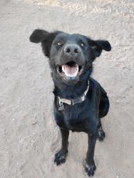 Lost Male Dog last seen Central rd Apple valley ca, Apple Valley, CA 92308