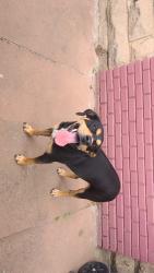 Found/Stray Male Dog last seen Wallace and Beard, Shawnee, OK 74801