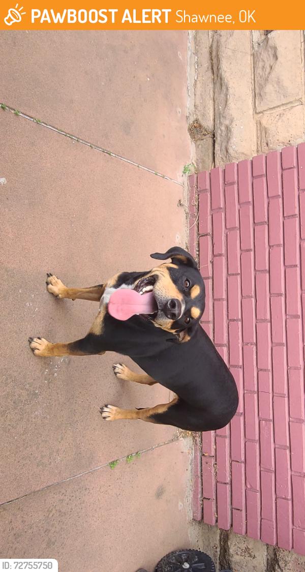 Found/Stray Male Dog last seen Wallace and Beard, Shawnee, OK 74801