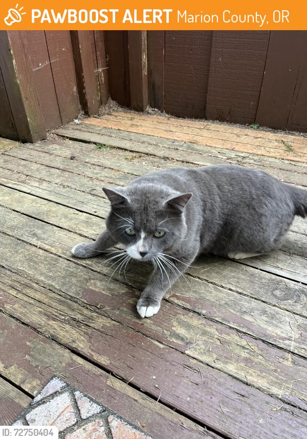 Found/Stray Male Cat last seen Twin Fir , Marion County, OR 97306