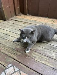 Found/Stray Male Cat last seen Twin Fir , Marion County, OR 97306