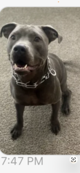 Lost Male Dog last seen Near w Crosby st , Crosby, TX 77532