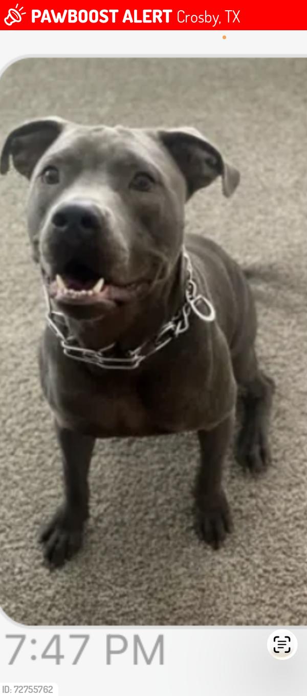 Lost Male Dog last seen Near w Crosby st , Crosby, TX 77532