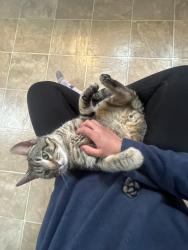 Found/Stray Male Cat last seen 6th and Cherry , Grand Forks, ND 58201