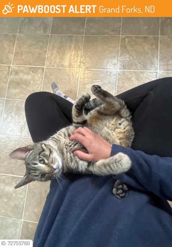 Found/Stray Male Cat last seen 6th and Cherry , Grand Forks, ND 58201
