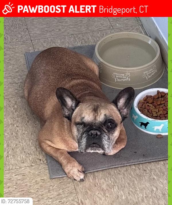 Lost Female Dog last seen Longfellow Park, Bridgeport, CT 06605