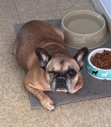 Lost Female Dog last seen Longfellow Park, Bridgeport, CT 06605