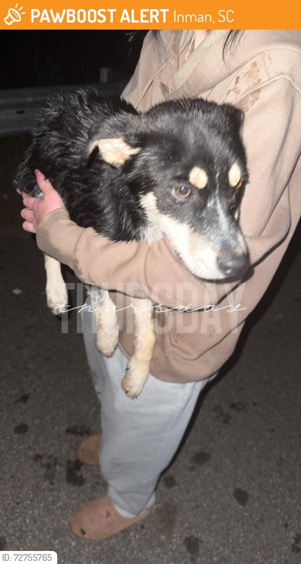 Found/Stray Female Dog last seen Compton bridge rd by the dock, Inman, SC 29349