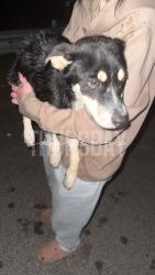 Found/Stray Female Dog last seen Compton bridge rd by the dock, Inman, SC 29349