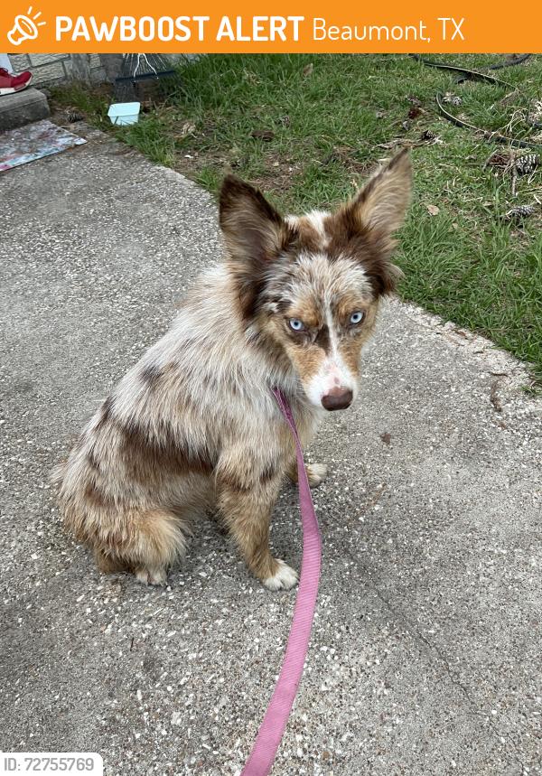 Found/Stray Unknown Dog last seen Old sour lake road, Beaumont, TX 77713