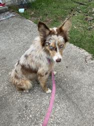 Found/Stray Unknown Dog last seen Old sour lake road, Beaumont, TX 77713