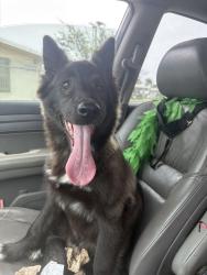Found/Stray Female Dog last seen Century and central , Los Angeles, CA 90002
