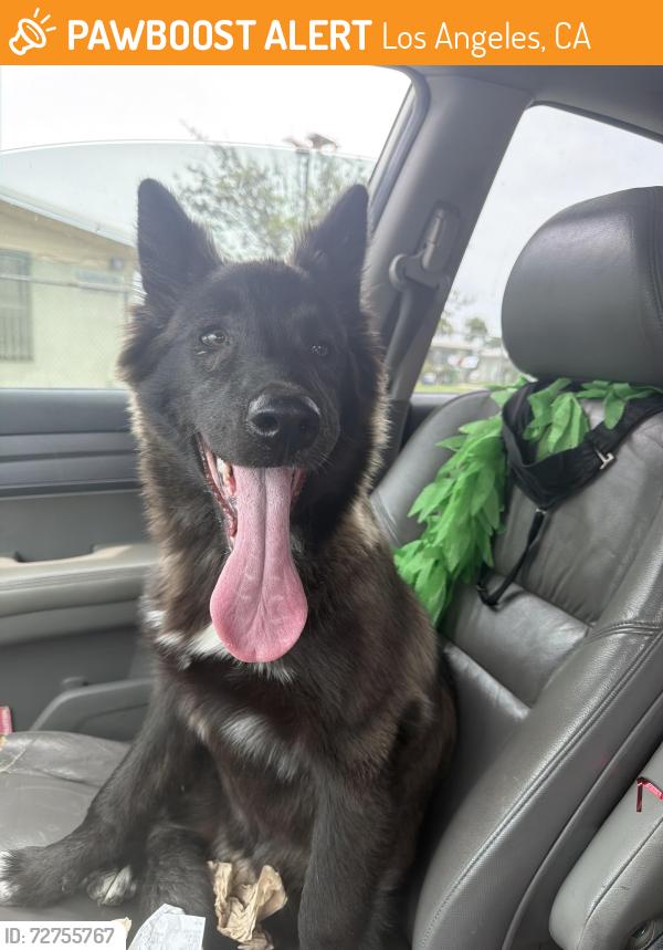 Found/Stray Female Dog last seen Century and central , Los Angeles, CA 90002
