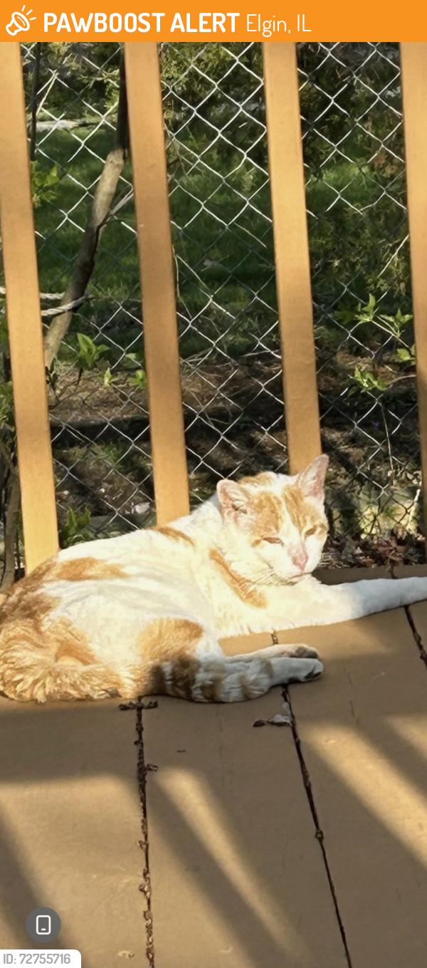Found/Stray Unknown Cat last seen Homer st, Adams street, Elgin, IL 60123