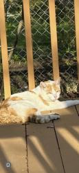 Found/Stray Unknown Cat last seen Homer st, Adams street, Elgin, IL 60123