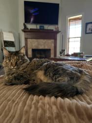 Lost Female Cat last seen Gendarme Road, Wagon Trail Road, Carencro, LA 70520