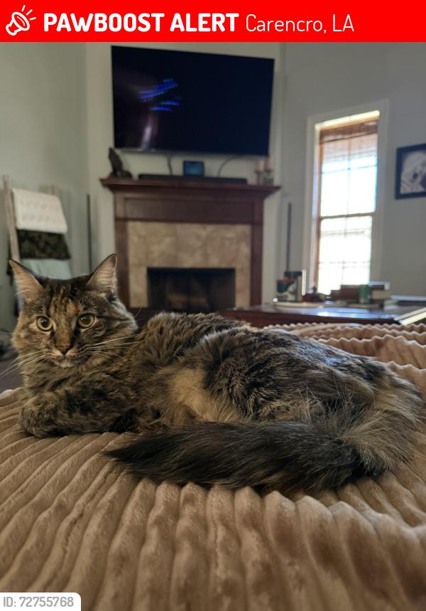 Lost Female Cat last seen Gendarme Road, Wagon Trail Road, Carencro, LA 70520