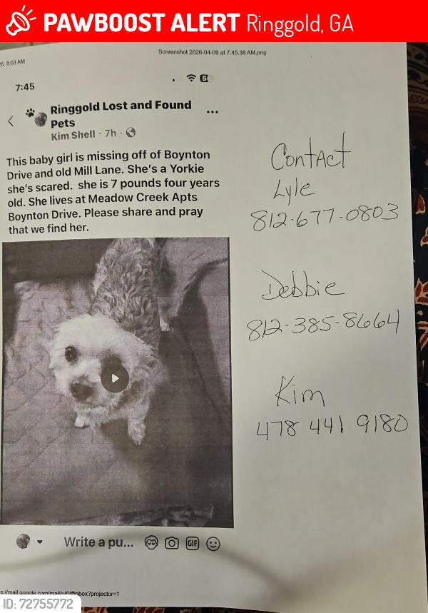 Lost Female Dog last seen Boynton meadow creek apmts , Ringgold, GA 30736