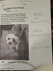 Lost Female Dog last seen Boynton meadow creek apmts , Ringgold, GA 30736