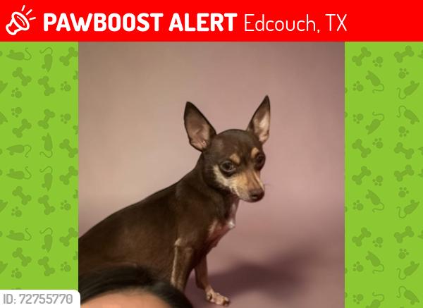 Lost Female Dog last seen Mile 4 and Mile 19, Edcouch, TX 78538
